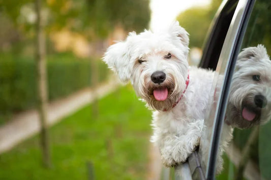 How Can I Ensure My Pets Are Cared for if Something Happens to Me?