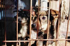 A Tale of Tragedy, Neglect, and the Urgent Need for Pet Planning